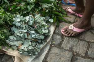 False claims: Hawkers in Madagascar are doing a roaring trade in leaves from the rose gum tree (Eucalyptus grandis), saying a herbal infusion can fend off coronavirus. By RIJASOLO (AFP)