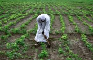 Farmer Khair Daoud tends his field of peanuts, a crop well suited to growing in Sudan. By ASHRAF SHAZLY (AFP)