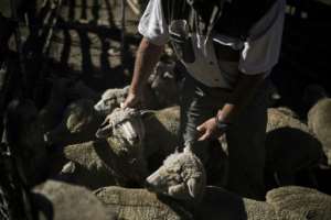 Farmer Steve Bothma separates male and female merino sheep -- the animals are being sold for slaughter because of the drought. By Guillem Sartorio (AFP)