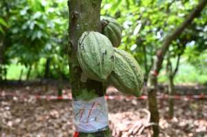 Farming organic cocoa is harder work than conventional cultivation but offers better returns. By Issouf SANOGO (AFP)