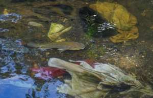 Fish swim among garbage dumped in the Matias Hernandez River in Costa del Este, Panama City. By Luis ACOSTA (AFP/File)