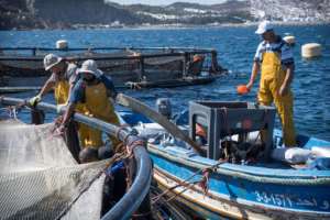 Fishermen work on a fish farm off the Moroccan city of M'diq on the Mediterranean. By FADEL SENNA (AFP)