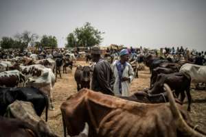 For sale: Fulani herders gather at the N'gonga cattle market near Dosso. By Marco LONGARI (AFP)