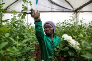 Flower workers are already deeply worried about their future. The industry indirectly supports four million people. By patrick meinhardt (AFP)