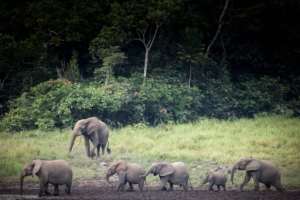 Gabon is home to nearly 60 percent of Africa's remaining forest elephants, listed in March as critically endangered by the International Union for Conservation of Nature. By Amaury HAUCHARD (AFP/File)