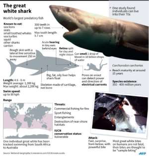 Great whites -- which can grow up to six metres (20 feet) and weigh more than 2,500 kilos (5,500 pounds) -- gather along the coast of South Africa in winter to feed on seals that congregate on rock formations at the water's edge. By Adrian Leung (AFP/File)