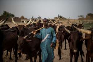 Greener pastures: A Fulani herdsman and his cattle in Bermo, a cool, moist haven on the nomads' trail. By Marco LONGARI (AFP)
