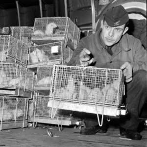 Guinea pigs were exposed to the radiation of the nuclear test in 1960. By - (AFP/File)