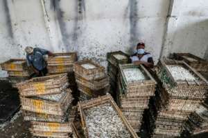 Hand-picked jasmine flowers are packed into crates and taken to a factory for processing -- first pressed into a paste, before the oils are eventually extracted. By Mohamed el-Shahed (AFP)