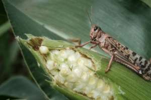 Harvest peril: A desert locust tucks into maize, or corn, in a field in Meru. The species eats its own weight in food every day. By Yasuyoshi CHIBA (AFP)