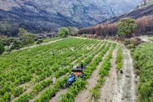 Hemel en Aarde's soil, sunshine and rainfall make it a paradise for winegrowing. By MARCO LONGARI (AFP)