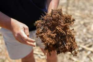 Healthy soil: Bester says his fields are in better shape than on farms doused by chemicals. By Phill Magakoe (AFP)