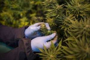 In 2017, Lesotho become the first country in Africa to allow the cultivation of cannabis for medicinal purposes. By GUILLEM SARTORIO (AFP)