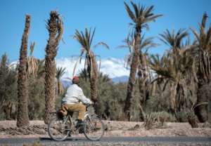 In the oasis of Skoura in Morocco's arid southeast where once pomegranate and apple trees flourished according to resident, palm trees are dying and the ground is mostly dry and cracked. By FADEL SENNA (AFP)