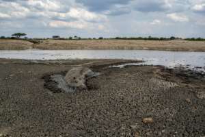 In this file photo taken on November 12, 2019 a hippo is stuck in the mud at a drying watering hole in the Hwange National Park, in Zimbabwe.. By ZINYANGE AUNTONY (AFP/File)