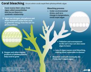 In a 2C world, more than 99 percent of all corals would disappear, according to the IPCC. By Laurence CHU (AFP)
