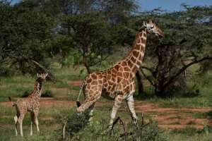 In Kenya, Somalia and Ethiopia, reticulated giraffe numbers fell 60 percent in the roughly three decades to 2018. By TONY KARUMBA (AFP)