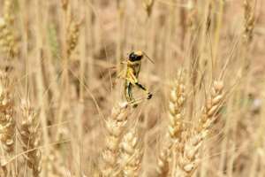 Individually, locusts are not particularly harmful, but they are hugely destructive when they form swarms. By Banaras KHAN (AFP/File)