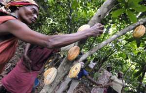 Ivory Coast's cocoa industry was negligible 50 years ago -- today it provides more than a third of the world's output. By ISSOUF SANOGO (AFP)