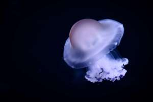 Jellyfish can be found in all the seas and oceans of the world. By Philippe LOPEZ (AFP)