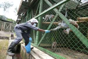 Keeping protected primates is punishable with several months in prison and a hefty fine. By STEEVE JORDAN (AFP)