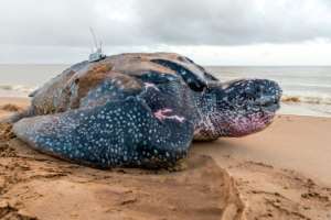 Leatherback sea turtles can weigh up to 600 kilogrammes. By jody amiet (AFP/File)