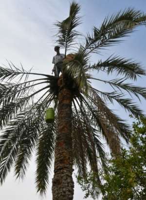 Legmi producers carefully cut the bark to cause a reaction from the palm that makes its sap rise. By Mourad MJAIED (AFP)