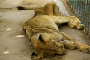 Lions are classified as a 'vulnerable' species by the International Union for Conservation of Nature (IUCN). By ASHRAF SHAZLY (AFP)