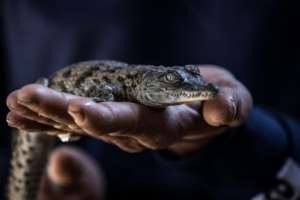 Mamdouh Hassan has developed a keen sense for when baby crocodiles will hatch from their eggs in nests buried on the banks of Lake Nasser. By Khaled DESOUKI (AFP)