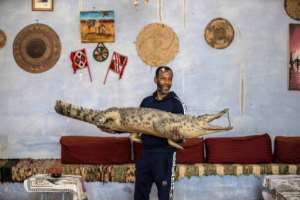 Mamdouh Hassan holds a taxidermied crocodile at his home in Gharb Soheil. By Khaled DESOUKI (AFP)