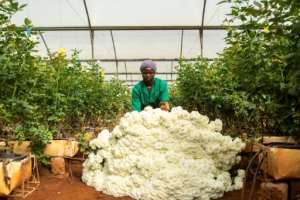 Millions of flowers are being dumped in Kenya -- the market for cut blooms in Europe and the Middle East has been wrecked by the pandemic. By patrick meinhardt (AFP)