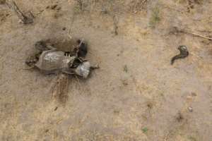 More than 200 elephants starved to death over three months last year. By ZINYANGE AUNTONY (AFP/File)