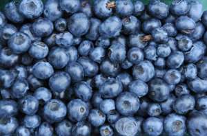 More than 90 percent of South Africa's blueberries are sold abroad, mainly in Europe and Britain. By CAROLINE SEIDEL (DPA/AFP/File)
