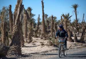 Morocco has lost two-thirds of its 14 million palm trees over the last century as water in some areas like the oases becomes scarce. By FADEL SENNA (AFP)