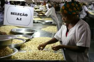 Mozambique is reviving its past cashew glory