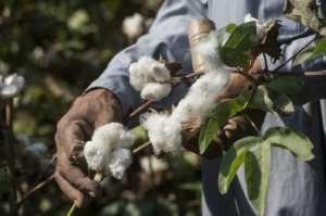Nearly all of Africa's cotton is exported without having been processed. By Khaled DESOUKI (AFP/File)