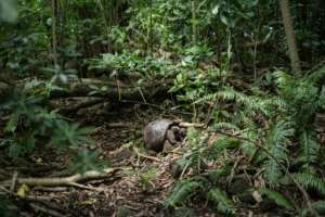 Nearly half of the Seychelles 455 square kilometres (176 square miles) are classed as protected areas. By Yasuyoshi CHIBA (AFP)
