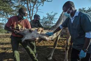 Nelson Kipchirchir, at right, a research associate and resident vet, draws blood from an artery in the neck of a female camel as she is held down by livestock handlers. By TONY KARUMBA (AFP)
