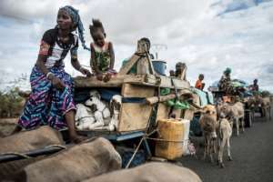 Nomadic life: A Fulani pastoralist carries lambs in her donkey cart as her community heads north. By JOHN WESSELS (AFP)