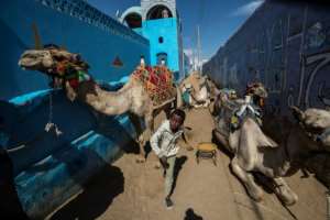 Nubian boys lead camels along an alley -- the Nubian language lives on in two dialects but the written language was gradually abandoned over centuries. By Khaled DESOUKI (AFP)
