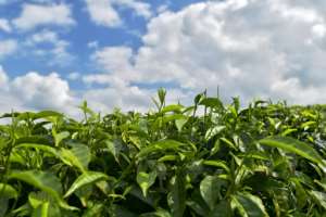 One in 10 Kenyans depends on the tea industry, according to the Kenya Tea Development Agency, which represents smallholder farmers by selling and marketing their tea. By TONY KARUMBA (AFP)