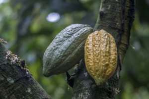 Overall, Côte d'Ivoire produces two million tonnes of cocoa a year, but farmers earn only about $ 6 billion in a global market of about $ 100 billion. By CRISTINA ALDEHUELA (AFP / File)