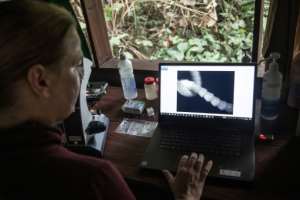 Pangolin defender: Swiss researcher Maja Gudehus. By FLORENT VERGNES (AFP)