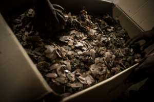 Pangolin scales are bought for high prices in China, where they are supposed to have medicinal properties -- a claim that has no scientific support. By FLORENT VERGNES (AFP)