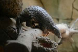 Pangolins in Asia, like this Formosan pangolin, are also under threat from the illegal trade. By Sam YEH (AFP)