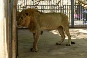 Park officials and medics said the lions' conditions deteriorated over the past few weeks, with some losing almost two-thirds of their body weight. By ASHRAF SHAZLY (AFP)