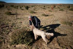 Paul Miros searches with his dog Baccio, an Italian Lagotto Romagnolo commonly used for truffle-hunting. By RODGER BOSCH (AFP)