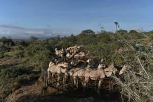 Pens used to hold camels on the crest of a hill at the International Livestock Research Institute (ILRI) ranch. By TONY KARUMBA (AFP)