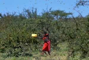 People have resorted to banging cans and waving sticks to try to drive the locusts away. By TONY KARUMBA (AFP)