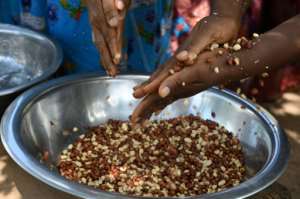 Peanuts, eggplant, peppers, turmeric, okra and hot pepper are some of the products grown by the Walo collective. By Issouf SANOGO (AFP)